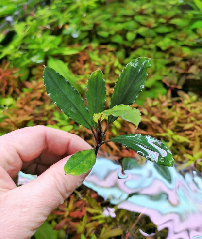 Bucephalandra species - Live Aquarium Plants Terrarium Tropical Aquascaping RARE