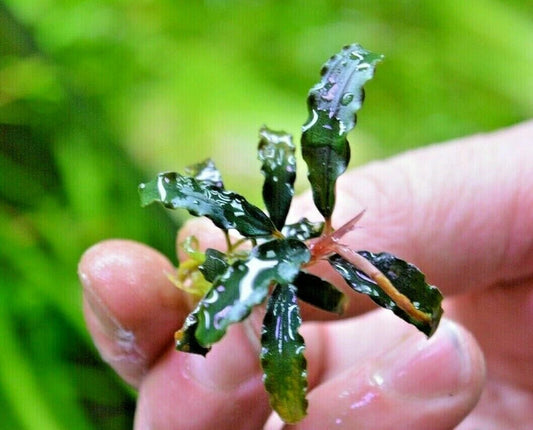Bucephalandra species - Live Aquarium Plants Terrarium Tropical Aquascaping RARE