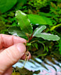 Bucephalandra species - Live Aquarium Plants Terrarium Tropical Aquascaping RARE