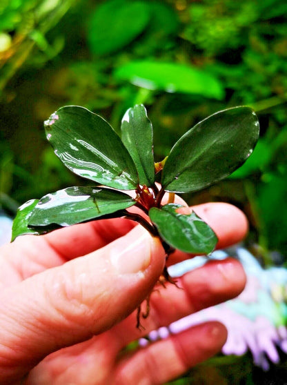 Bucephalandra species - Live Aquarium Plants Terrarium Tropical Aquascaping RARE