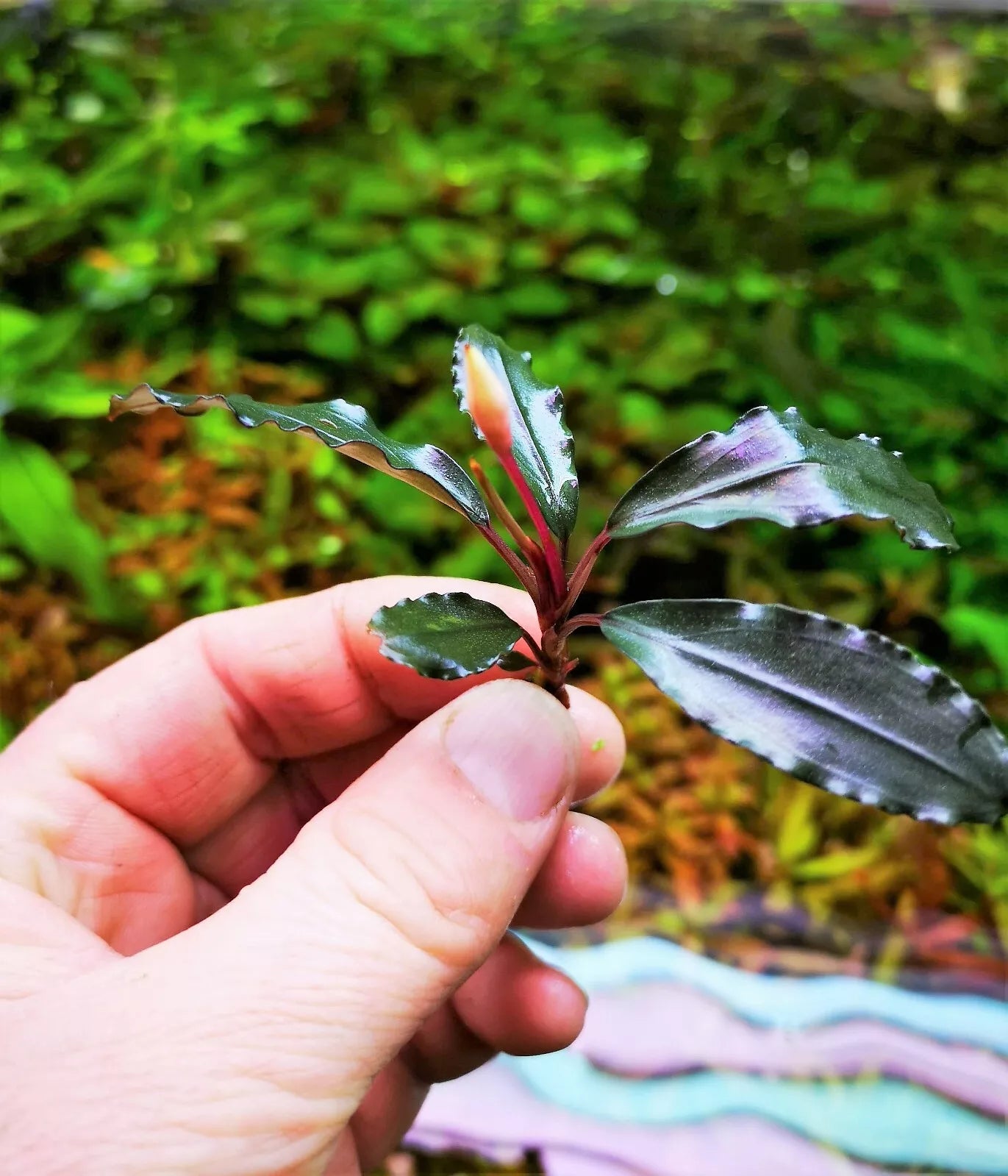 Bucephalandra species - Live Aquarium Plants Terrarium Tropical Aquascaping RARE