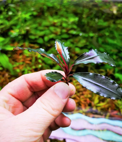 Bucephalandra species - Live Aquarium Plants Terrarium Tropical Aquascaping RARE