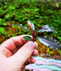 Bucephalandra species - Live Aquarium Plants Terrarium Tropical Aquascaping RARE