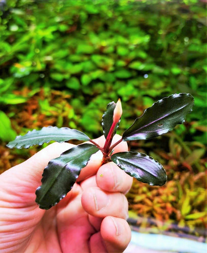 Bucephalandra species - Live Aquarium Plants Terrarium Tropical Aquascaping RARE