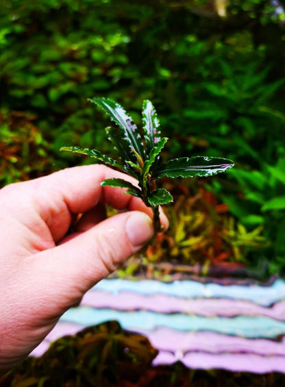 Bucephalandra species - Live Aquarium Plants Terrarium Tropical Aquascaping RARE