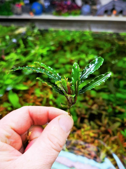 Bucephalandra species - Live Aquarium Plants Terrarium Tropical Aquascaping RARE