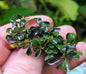 Bucephalandra species - Live Aquarium Plants Terrarium Tropical Aquascaping RARE