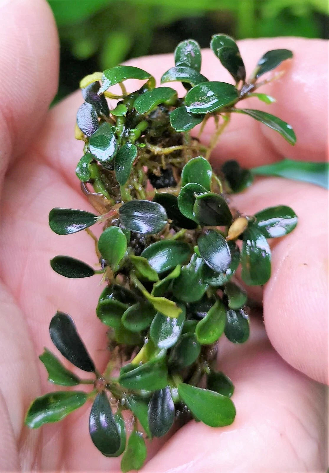Bucephalandra species - Live Aquarium Plants Terrarium Tropical Aquascaping RARE
