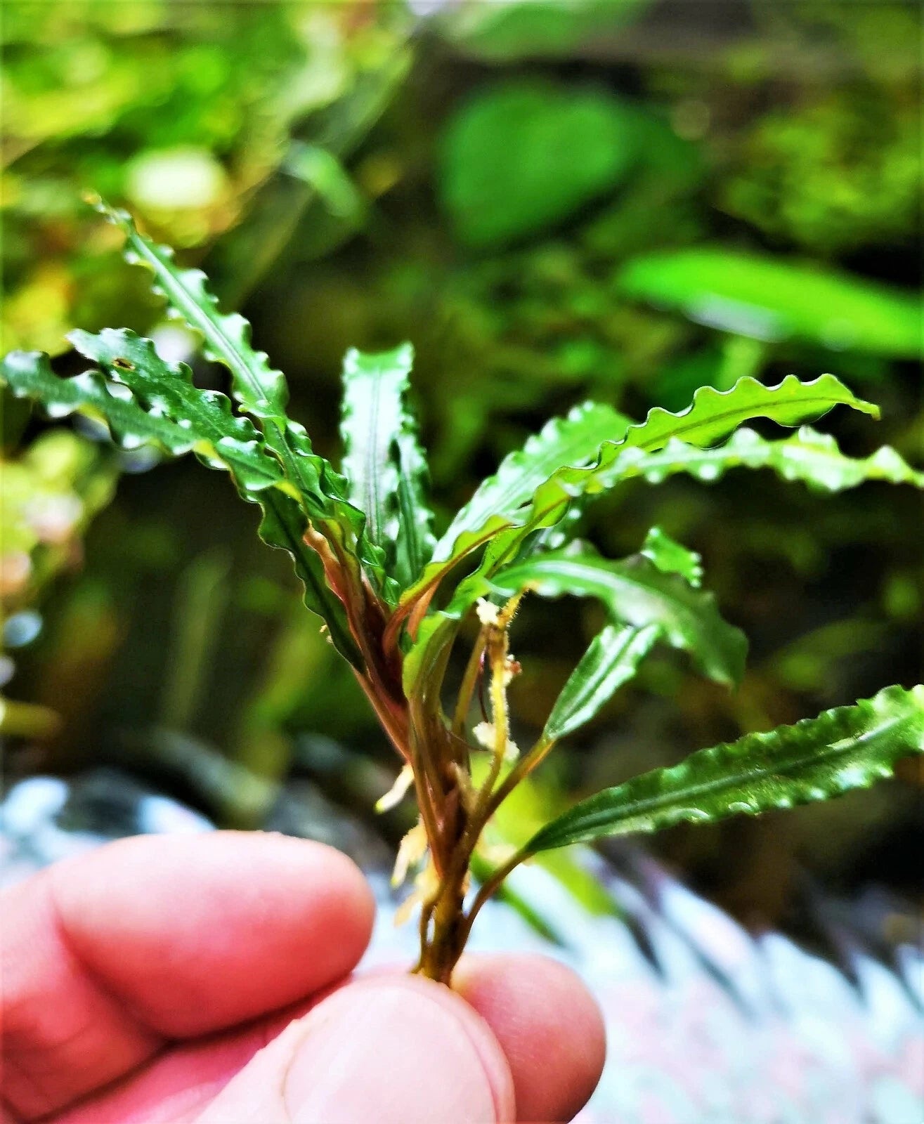 Bucephalandra species - Live Aquarium Plants Terrarium Tropical Aquascaping RARE