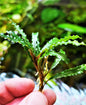 Bucephalandra species - Live Aquarium Plants Terrarium Tropical Aquascaping RARE