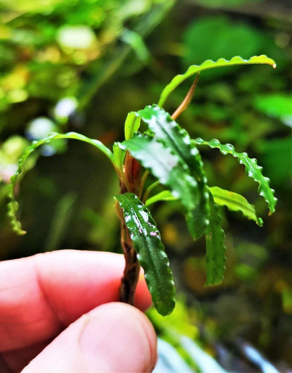 Bucephalandra species - Live Aquarium Plants Terrarium Tropical Aquascaping RARE