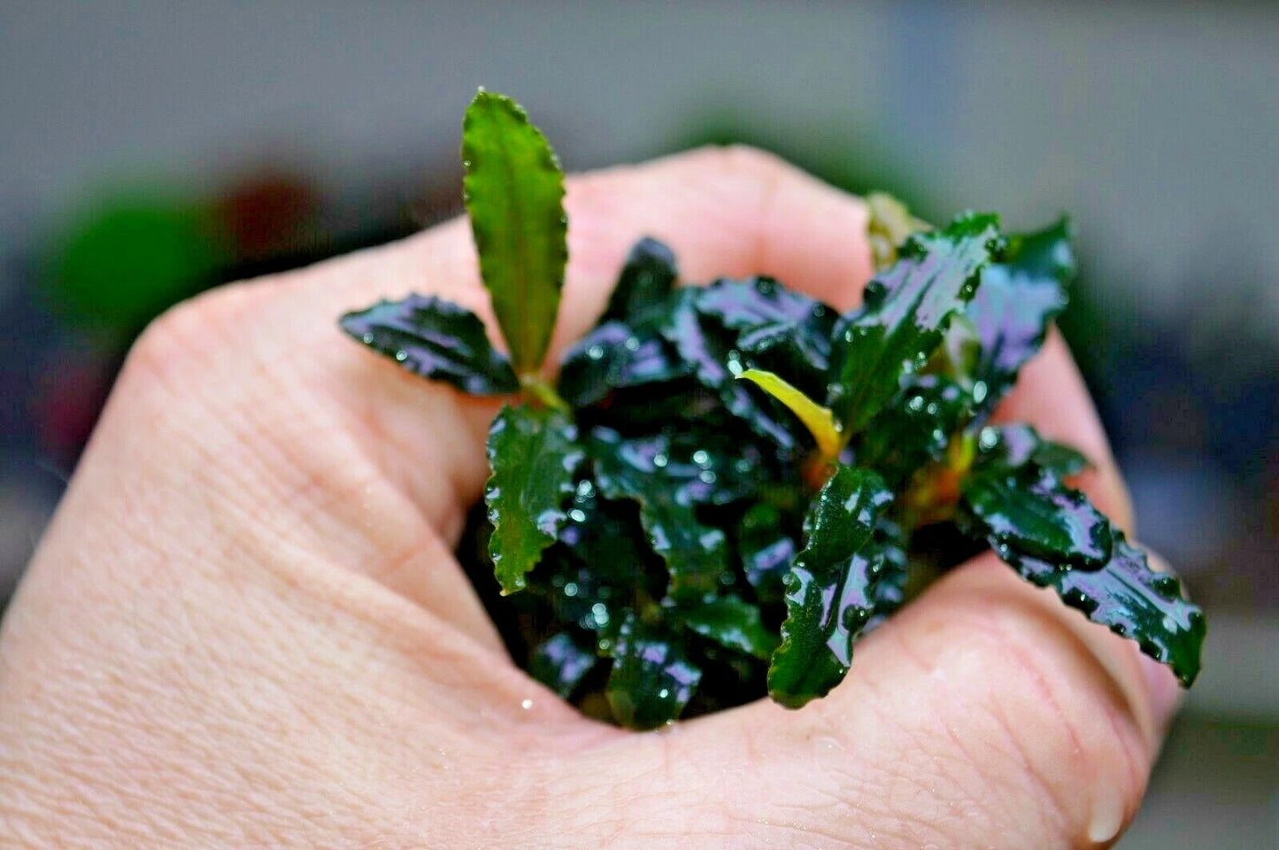 Bucephalandra species - Live Aquarium Plants Terrarium Tropical Aquascaping RARE