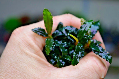 Bucephalandra species - Live Aquarium Plants Terrarium Tropical Aquascaping RARE