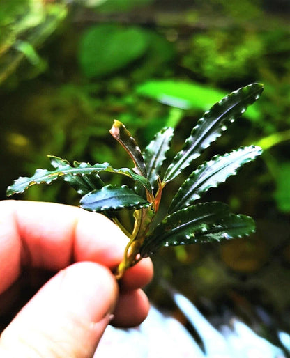 Bucephalandra species - Live Aquarium Plants Terrarium Tropical Aquascaping RARE