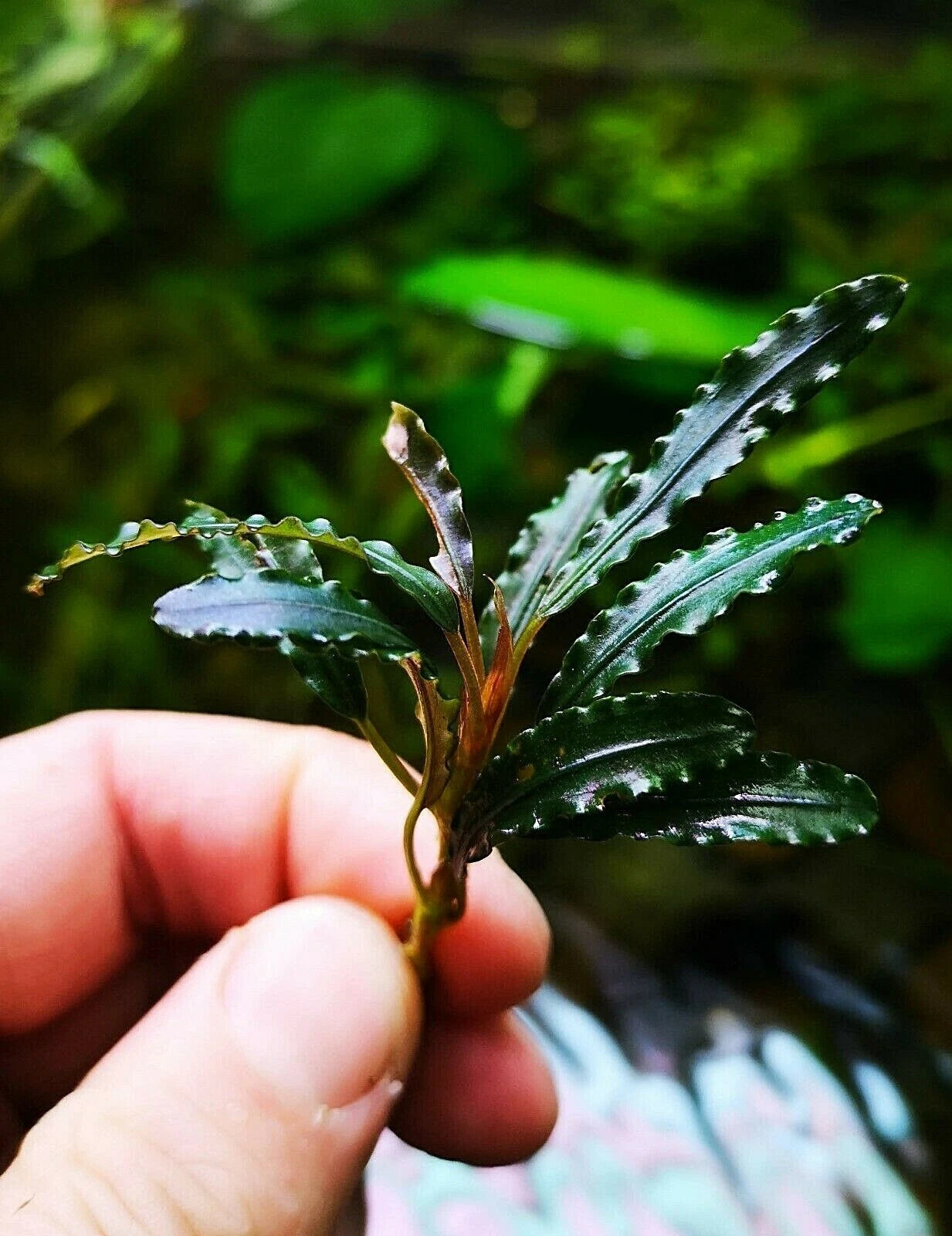Bucephalandra species - Live Aquarium Plants Terrarium Tropical Aquascaping RARE