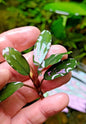 Bucephalandra species - Live Aquarium Plants Terrarium Tropical Aquascaping RARE