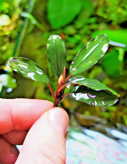 Bucephalandra species - Live Aquarium Plants Terrarium Tropical Aquascaping RARE
