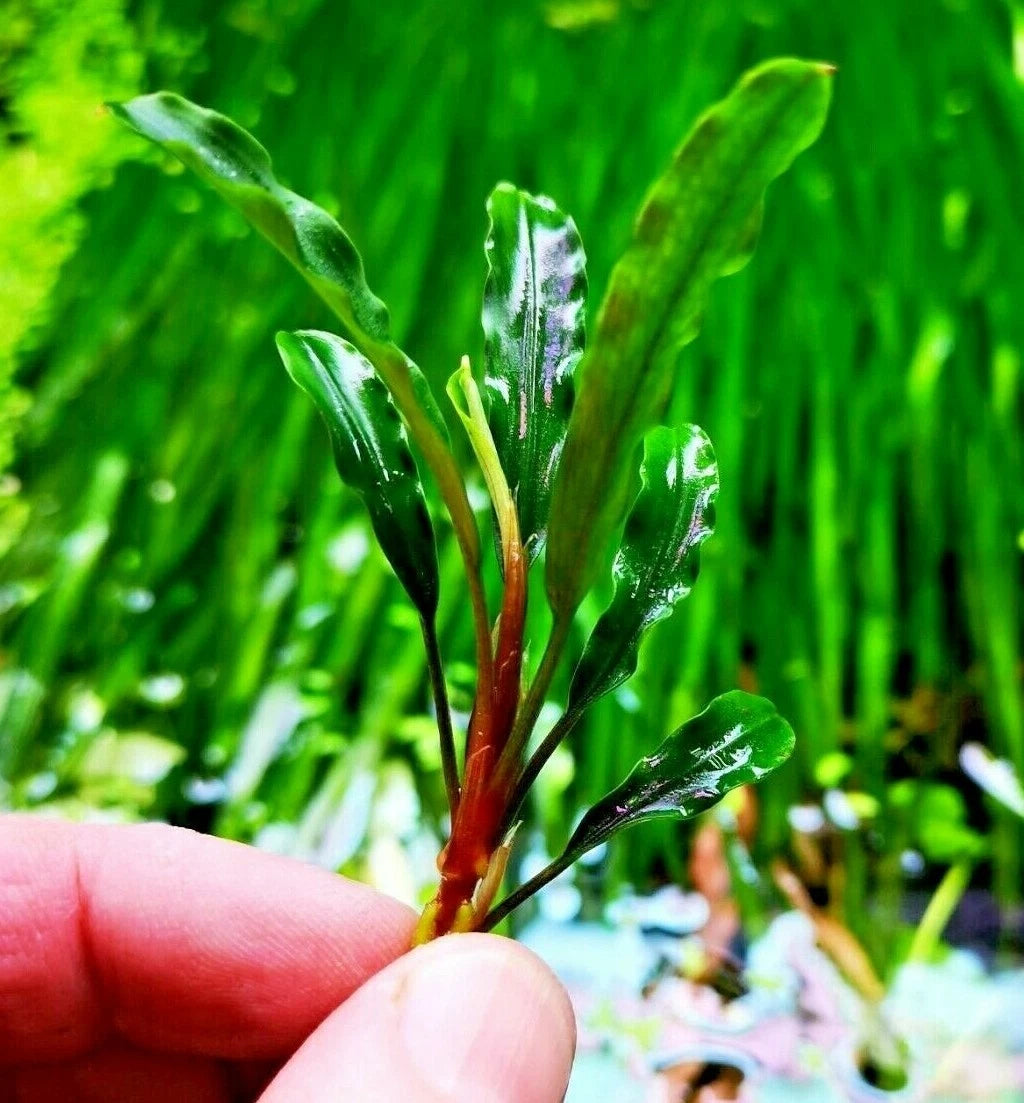 Bucephalandra species - Live Aquarium Plants Terrarium Tropical Aquascaping RARE