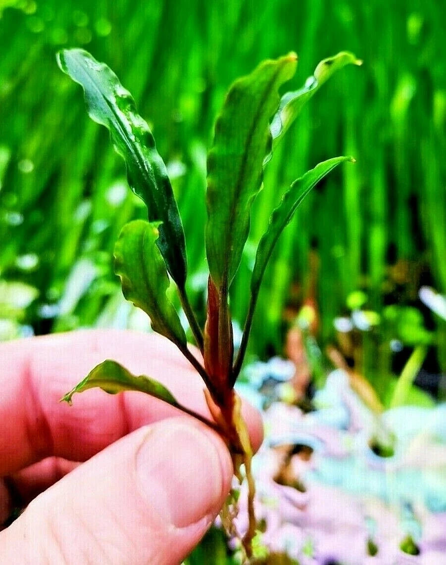 Bucephalandra species - Live Aquarium Plants Terrarium Tropical Aquascaping RARE