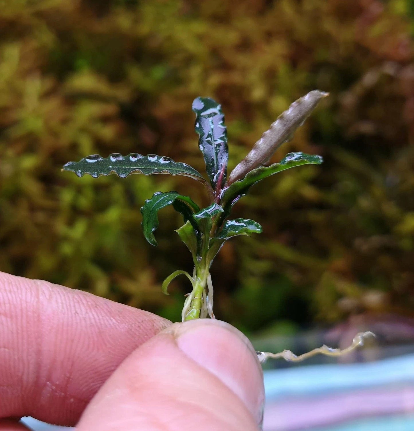 Bucephalandra species - Live Aquarium Plants Terrarium Tropical Aquascaping RARE