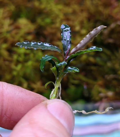 Bucephalandra species - Live Aquarium Plants Terrarium Tropical Aquascaping RARE