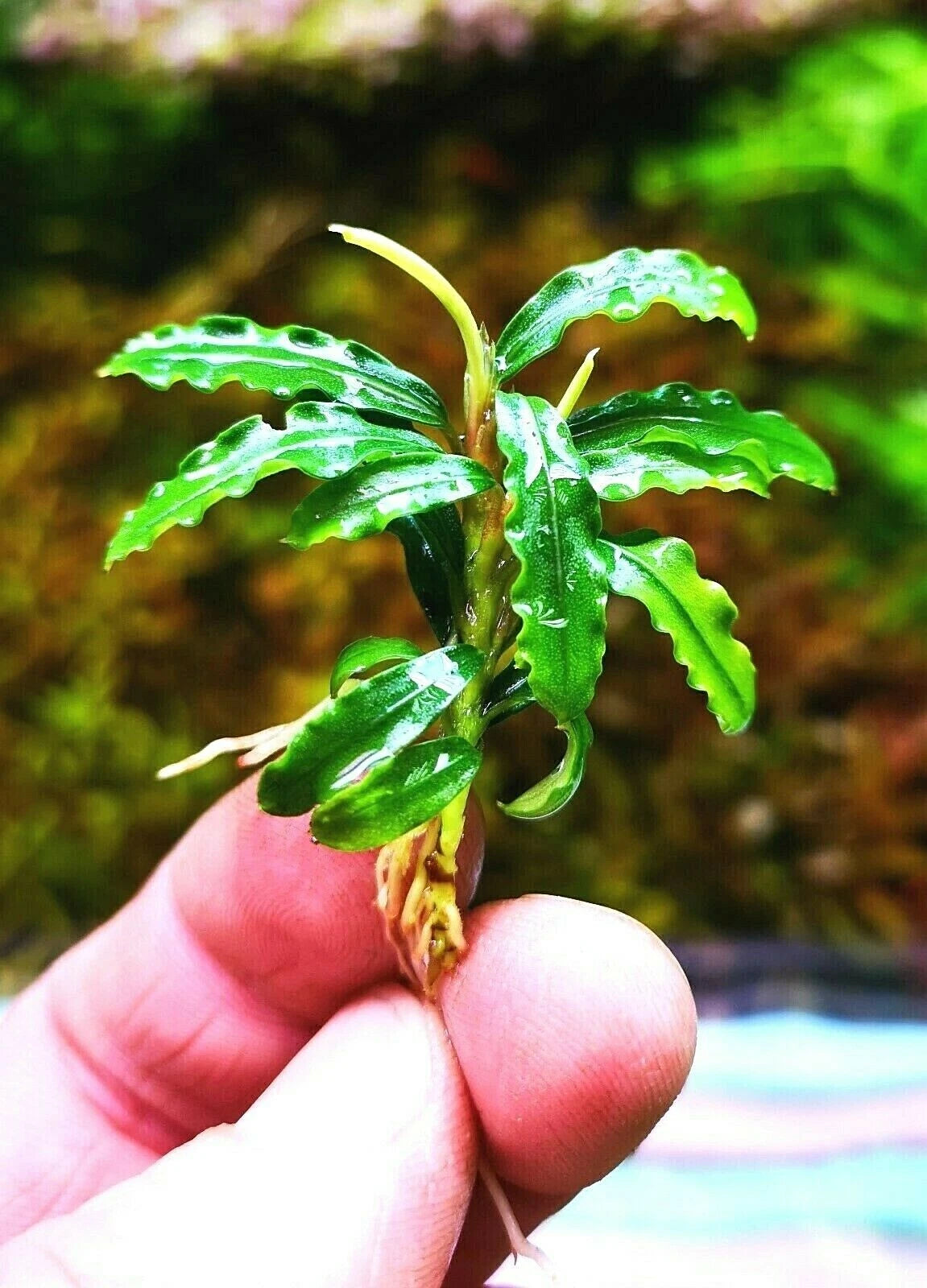 Bucephalandra species - Live Aquarium Plants Terrarium Tropical Aquascaping RARE