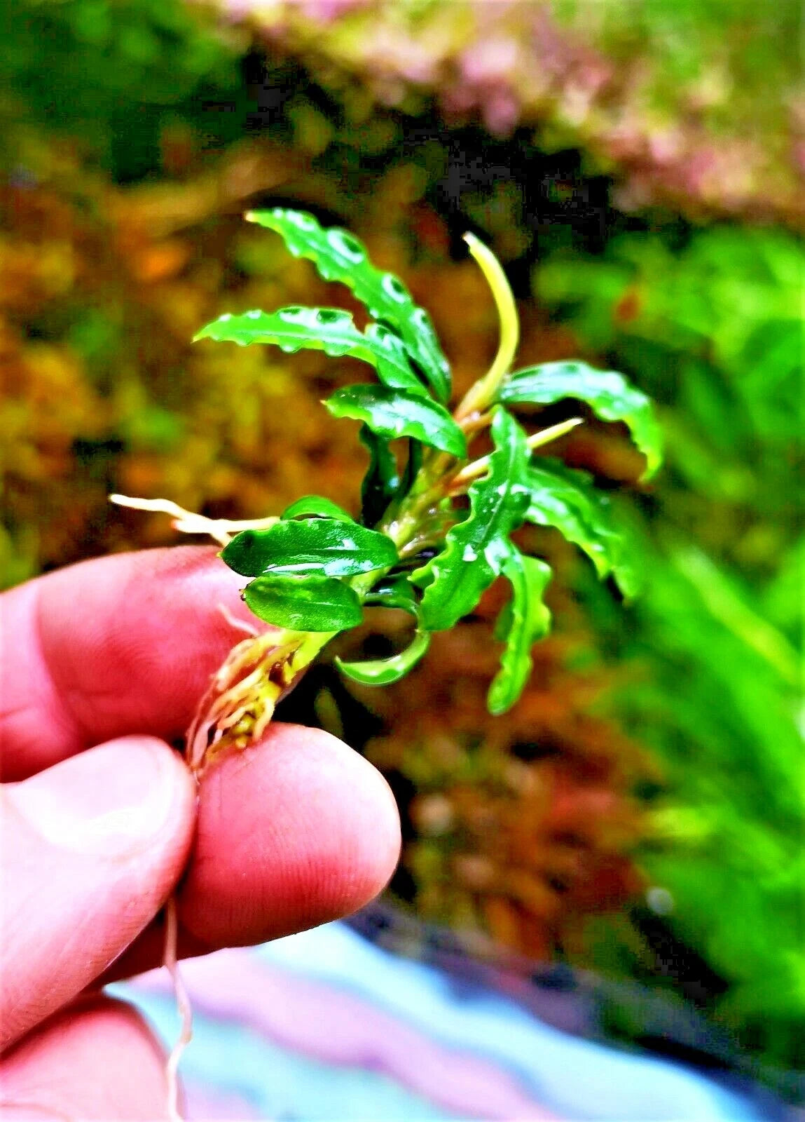 Bucephalandra species - Live Aquarium Plants Terrarium Tropical Aquascaping RARE