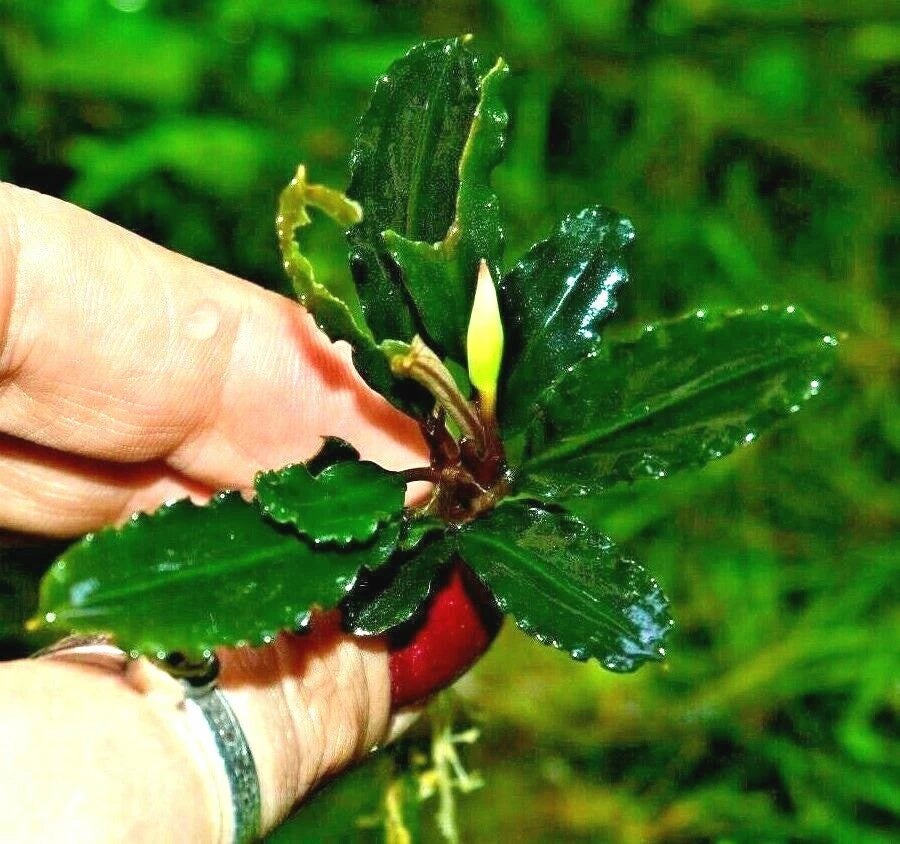 Bucephalandra species - Live Aquarium Plants Terrarium Tropical Aquascaping RARE