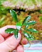 Bucephalandra species - Live Aquarium Plants Terrarium Tropical Aquascaping RARE