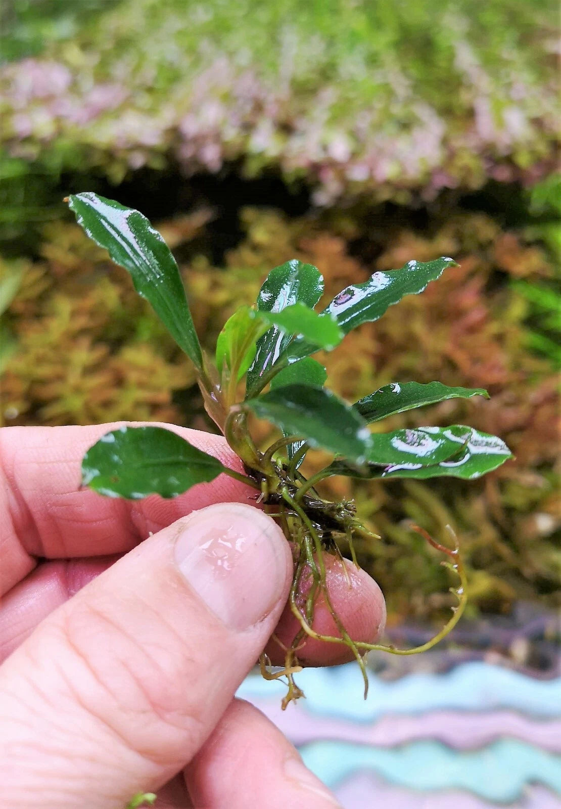 Bucephalandra species - Live Aquarium Plants Terrarium Tropical Aquascaping RARE