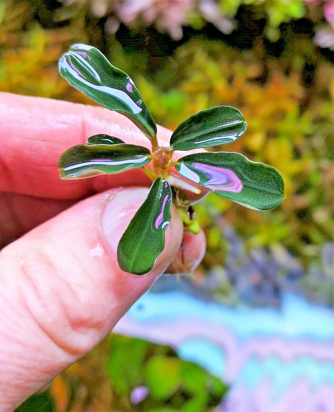 Bucephalandra species - Live Aquarium Plants Terrarium Tropical Aquascaping RARE