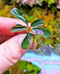 Bucephalandra species - Live Aquarium Plants Terrarium Tropical Aquascaping RARE
