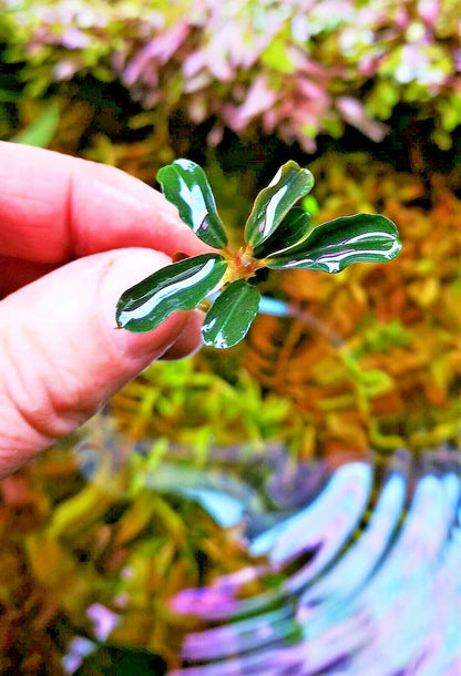 Bucephalandra species - Live Aquarium Plants Terrarium Tropical Aquascaping RARE
