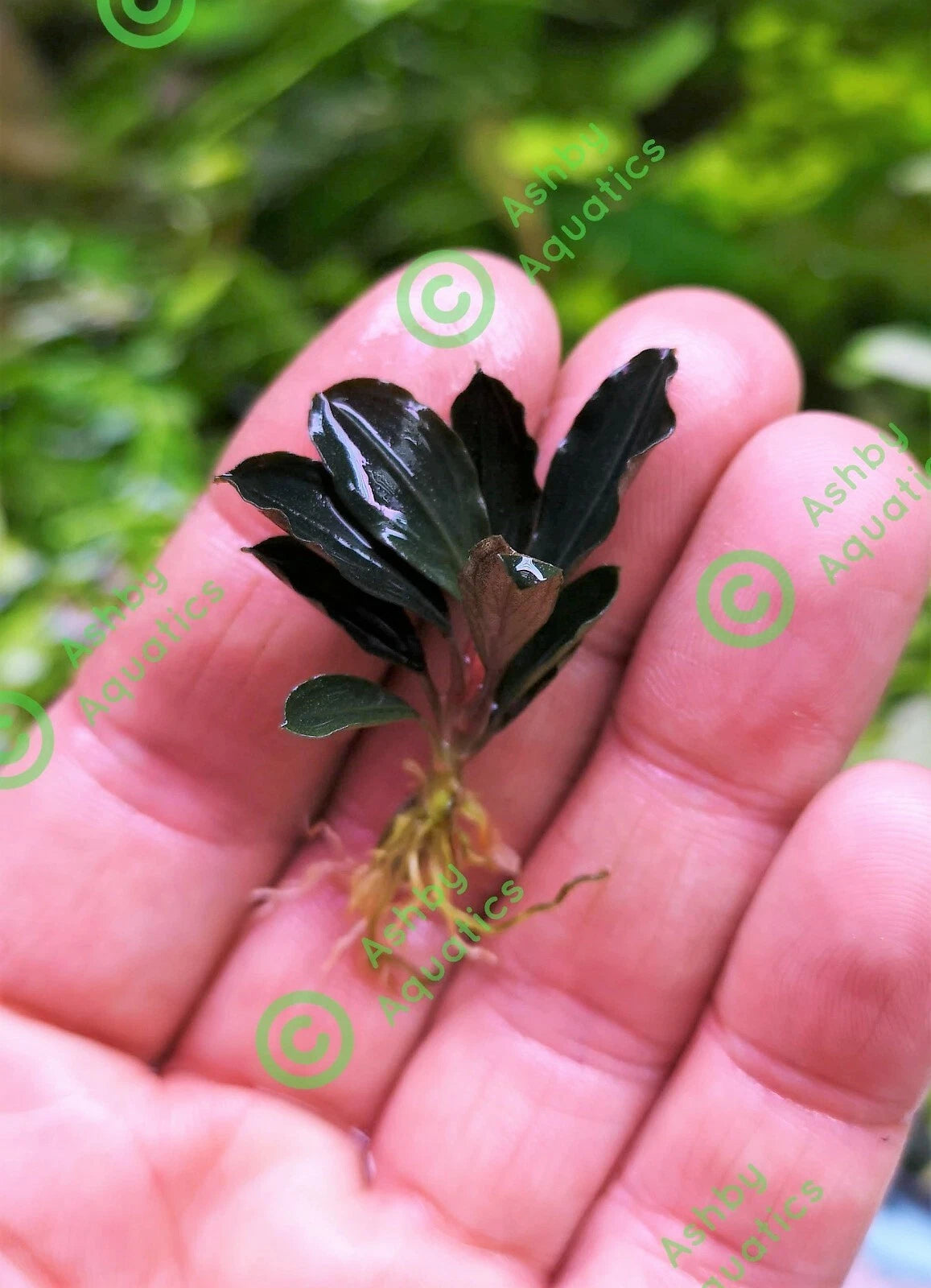 Bucephalandra species - Live Aquarium Plants Terrarium Tropical Aquascaping RARE