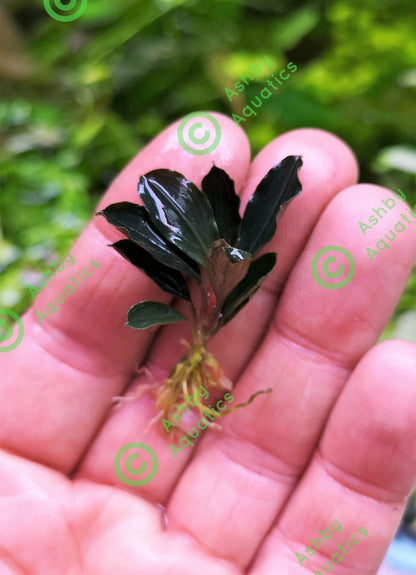 Bucephalandra species - Live Aquarium Plants Terrarium Tropical Aquascaping RARE