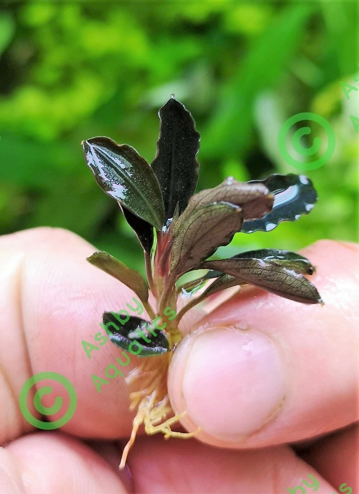 Bucephalandra species - Live Aquarium Plants Terrarium Tropical Aquascaping RARE