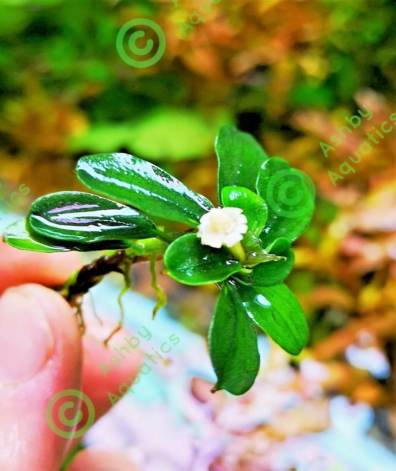 Bucephalandra species - Live Aquarium Plants Terrarium Tropical Aquascaping RARE