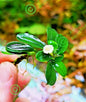 Bucephalandra species - Live Aquarium Plants Terrarium Tropical Aquascaping RARE