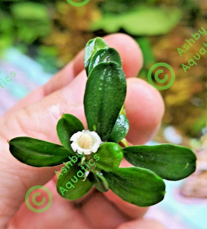 Bucephalandra species - Live Aquarium Plants Terrarium Tropical Aquascaping RARE