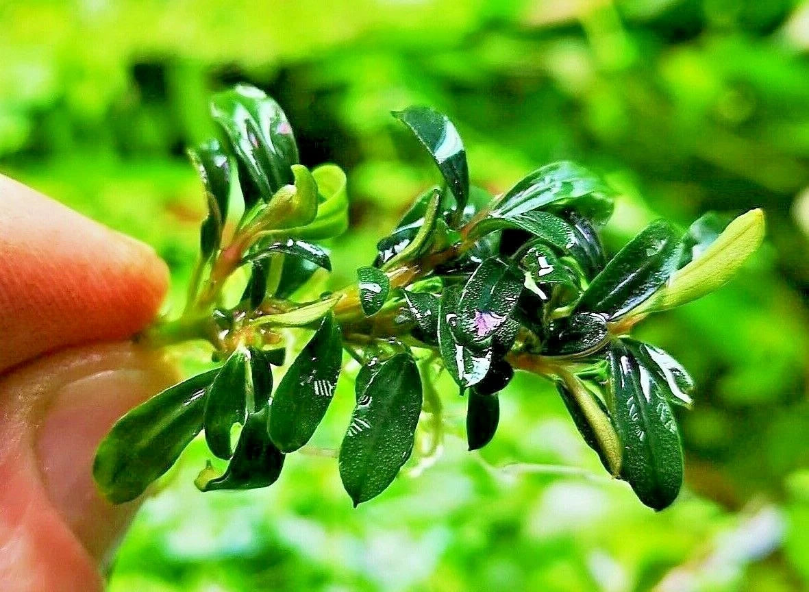 Bucephalandra species - Live Aquarium Plants Terrarium Tropical Aquascaping RARE