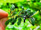 Bucephalandra species - Live Aquarium Plants Terrarium Tropical Aquascaping RARE