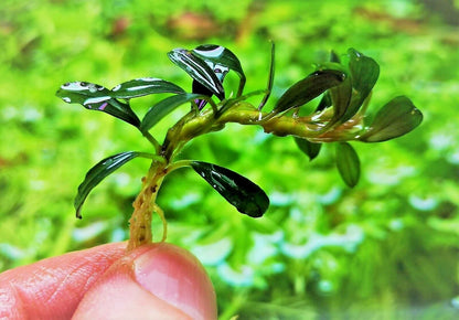 Bucephalandra species - Live Aquarium Plants Terrarium Tropical Aquascaping RARE