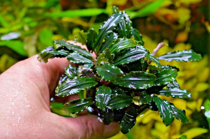 Bucephalandra species - Live Aquarium Plants Terrarium Tropical Aquascaping RARE
