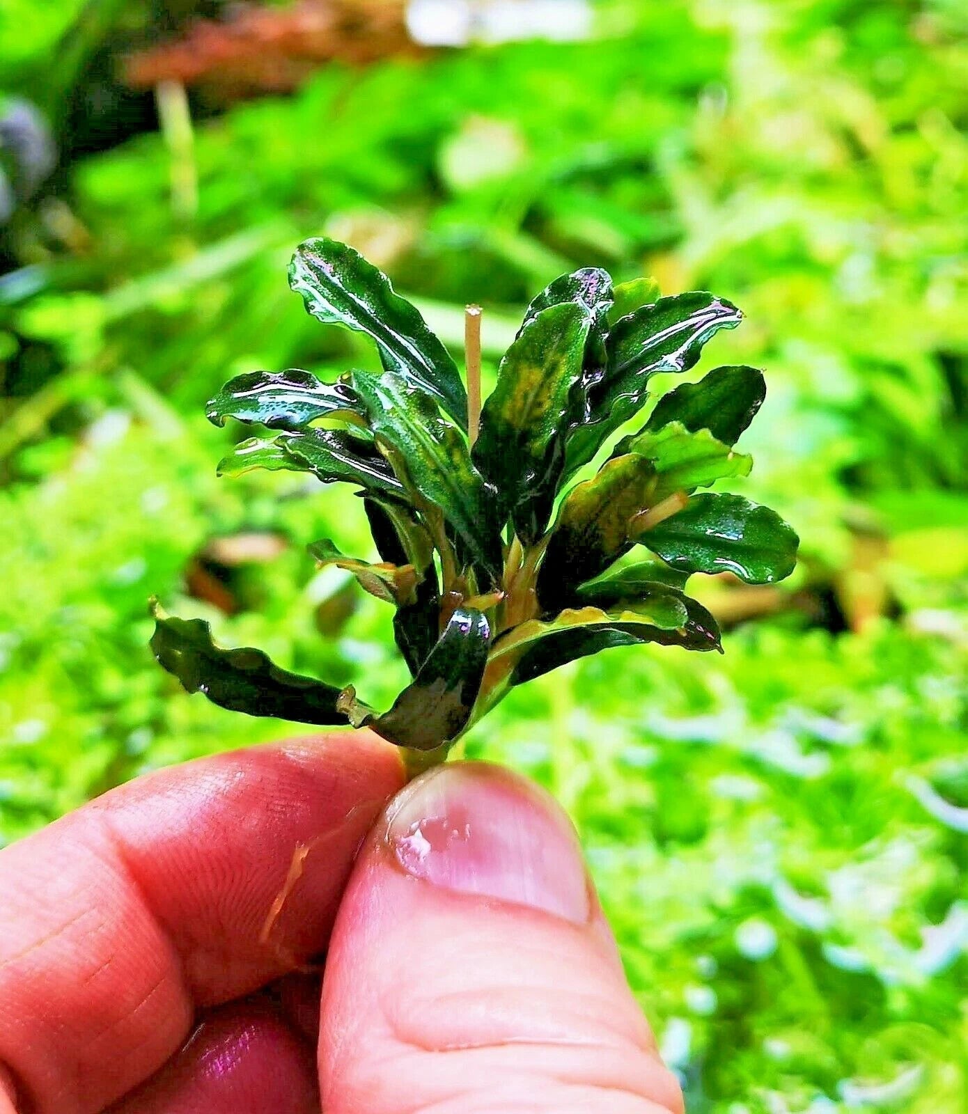 Bucephalandra species - Live Aquarium Plants Terrarium Tropical Aquascaping RARE