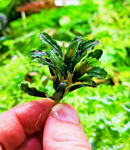 Bucephalandra species - Live Aquarium Plants Terrarium Tropical Aquascaping RARE