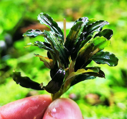 Bucephalandra species - Live Aquarium Plants Terrarium Tropical Aquascaping RARE