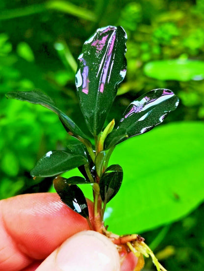 Bucephalandra species - Live Aquarium Plants Terrarium Tropical Aquascaping RARE