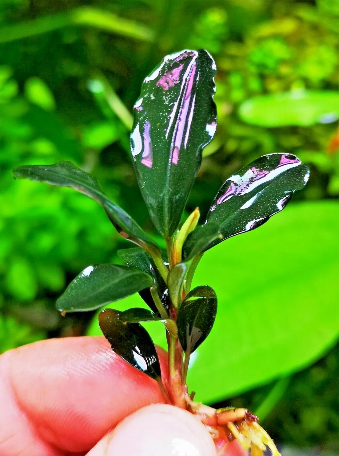Bucephalandra species - Live Aquarium Plants Terrarium Tropical Aquascaping RARE