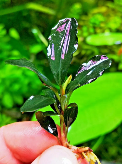 Bucephalandra species - Live Aquarium Plants Terrarium Tropical Aquascaping RARE