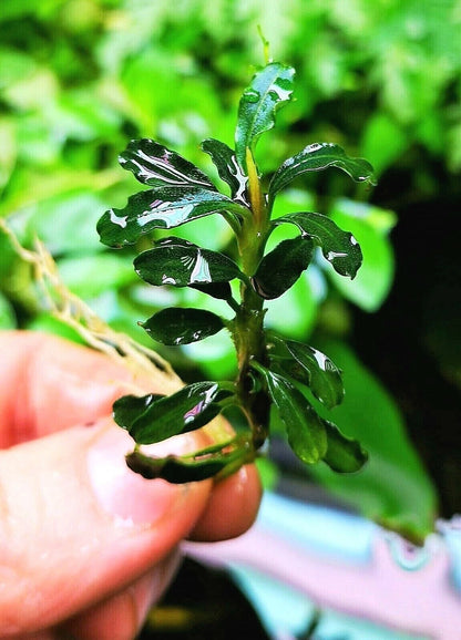 Bucephalandra species - Live Aquarium Plants Terrarium Tropical Aquascaping RARE